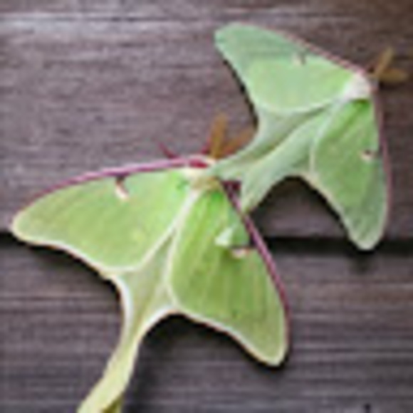 Meet your Posher, Kirsten - Picture 1 of 1